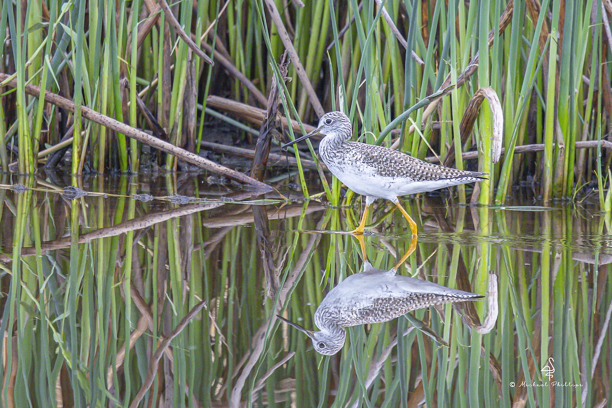 Grand Chevalier - ML645977232