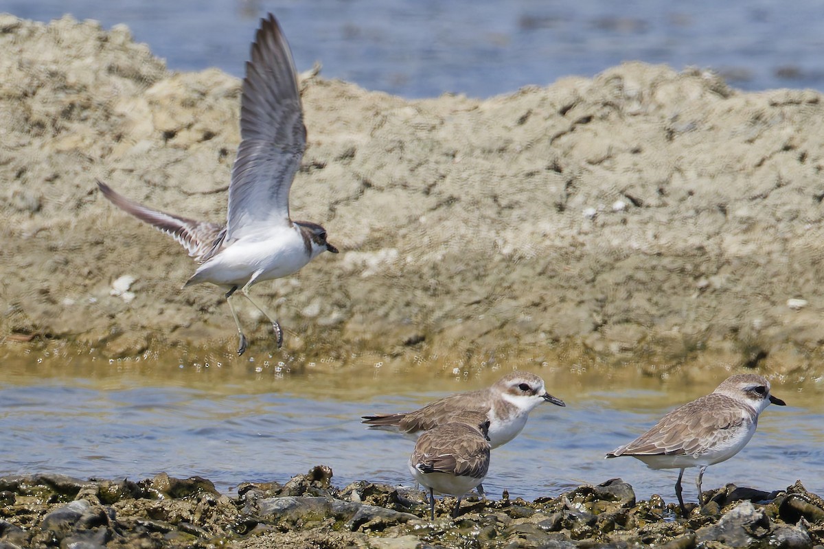 Pluvier du Tibet - ML645977233