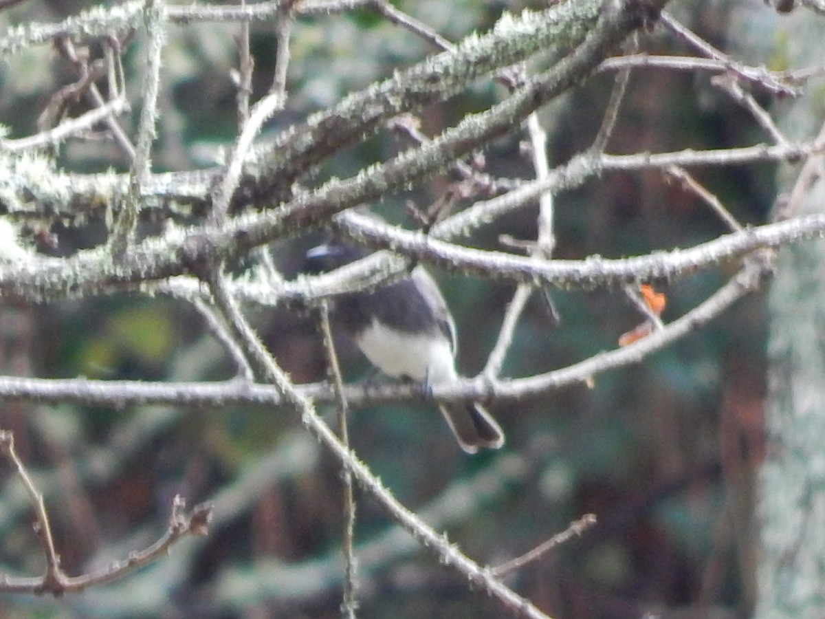 Moucherolle noir - ML645977234