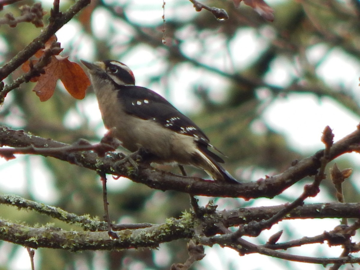 Pic mineur (gairdnerii/turati) - ML645977235