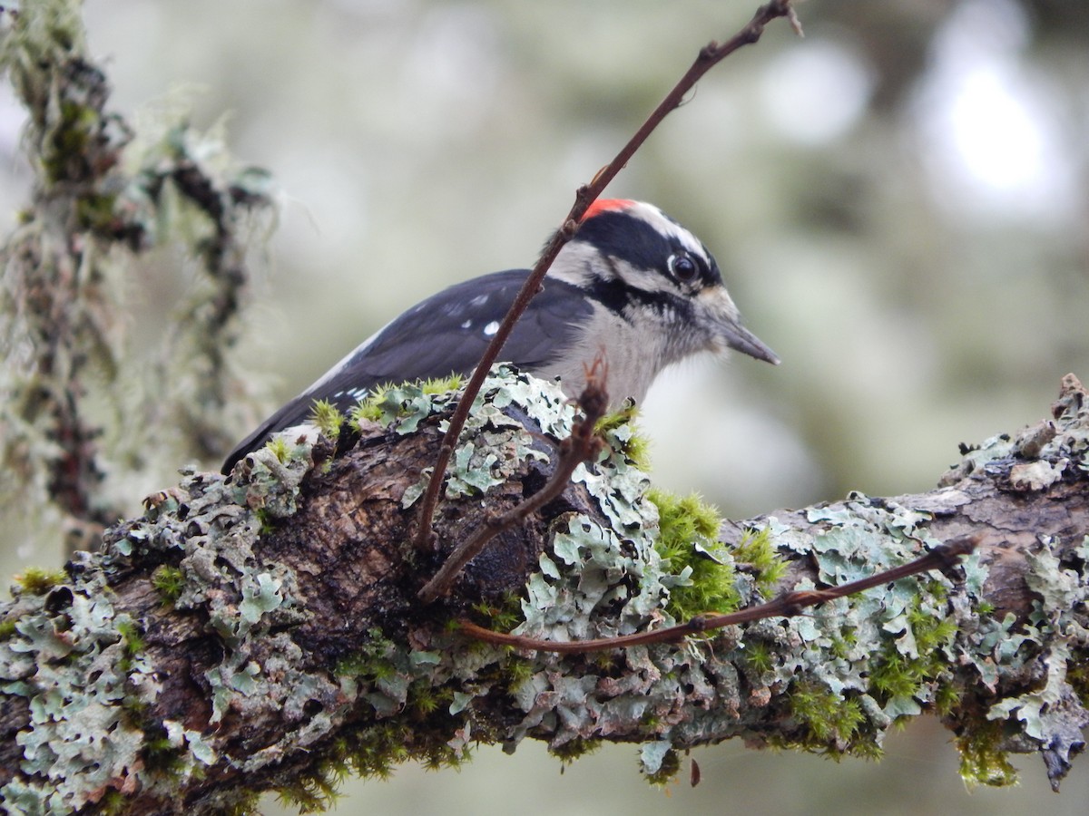 Pic mineur (gairdnerii/turati) - ML645977236