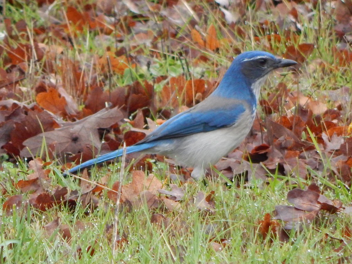 California Scrub-Jay - ML645977238