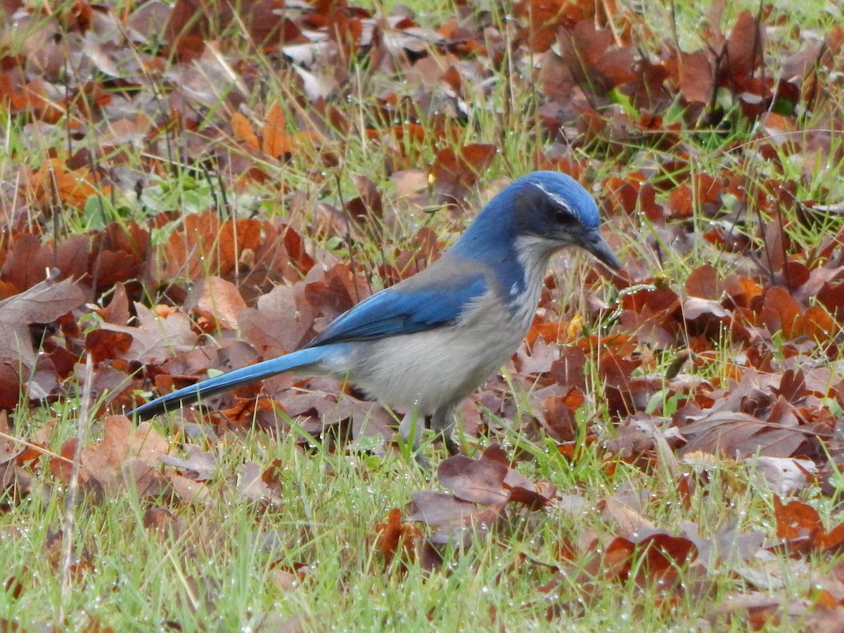 California Scrub-Jay - ML645977239