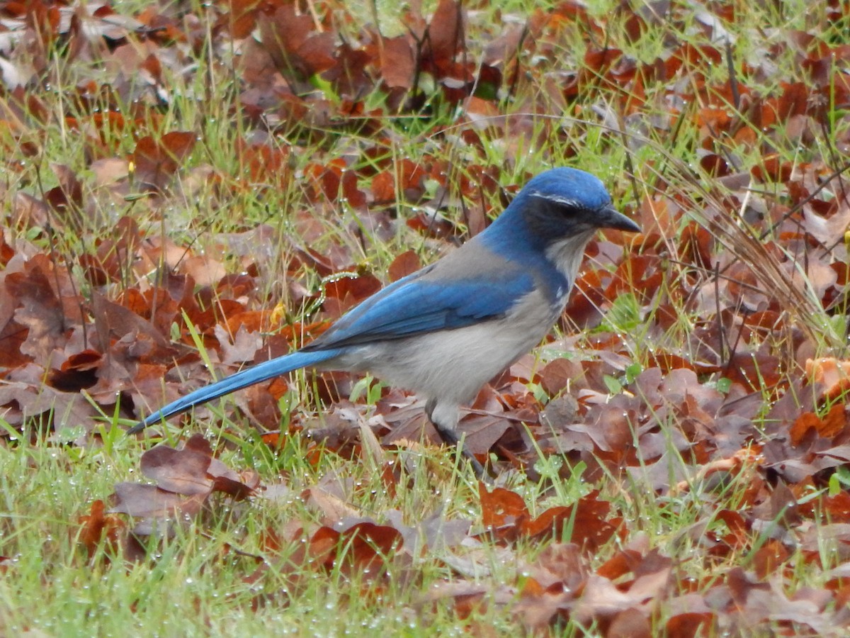 California Scrub-Jay - ML645977240