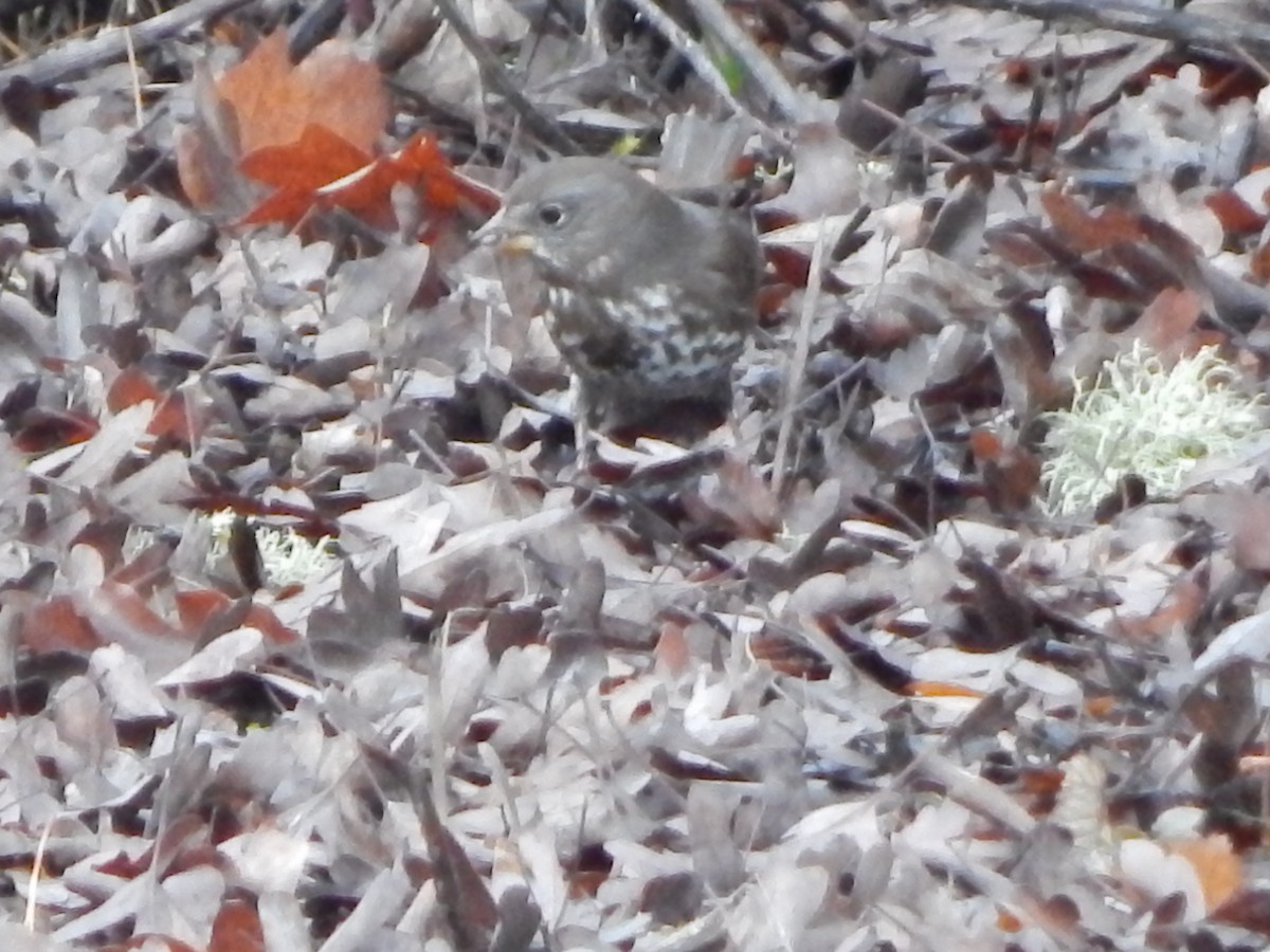 Fox Sparrow (Sooty) - ML645977241