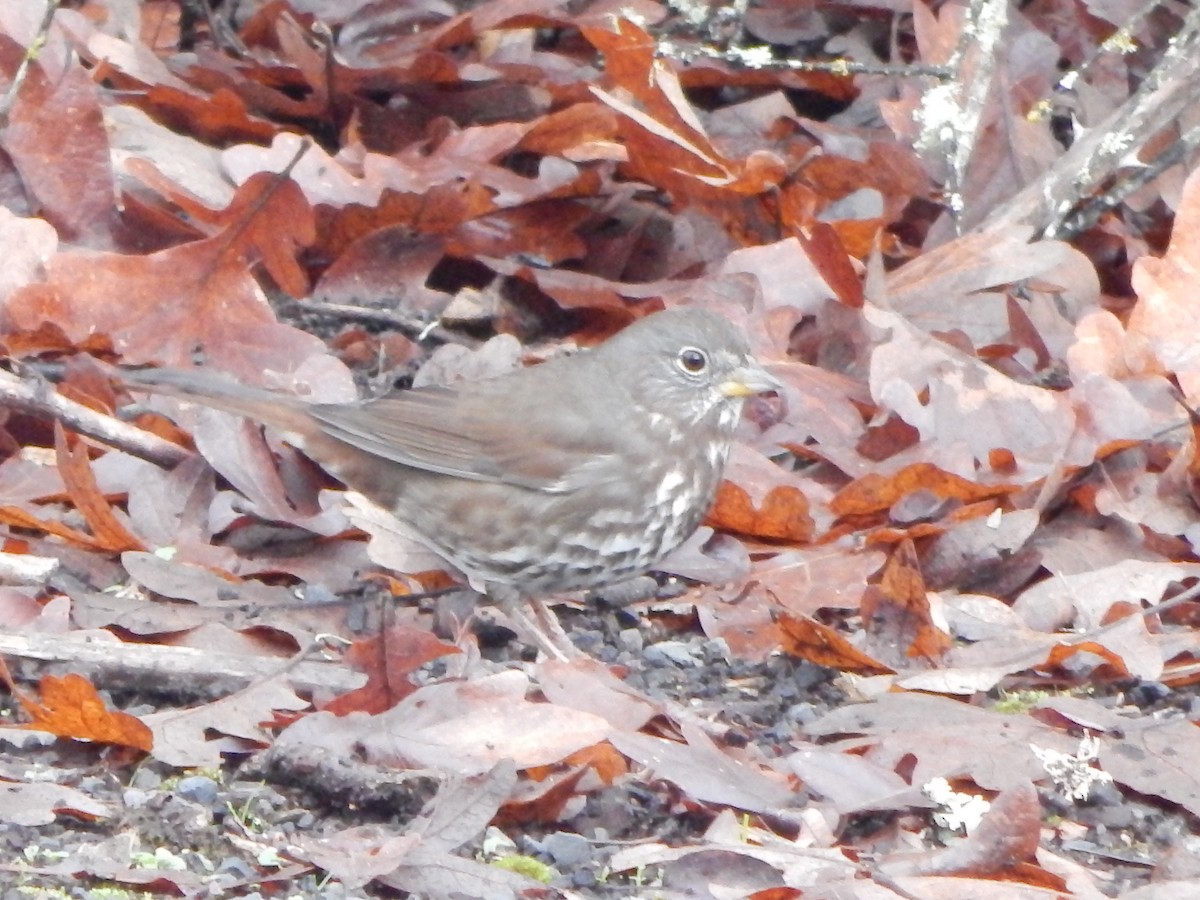 Fox Sparrow (Sooty) - ML645977242