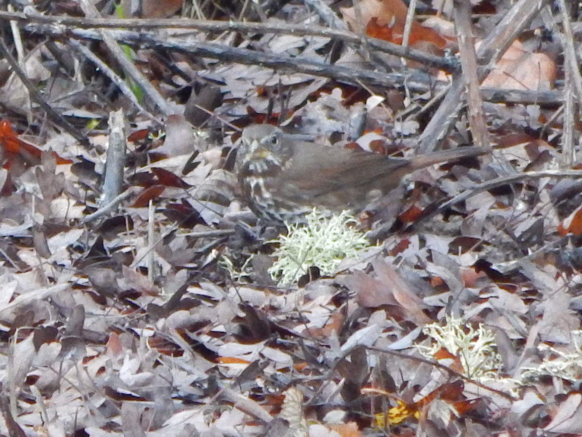 Fox Sparrow (Sooty) - ML645977243