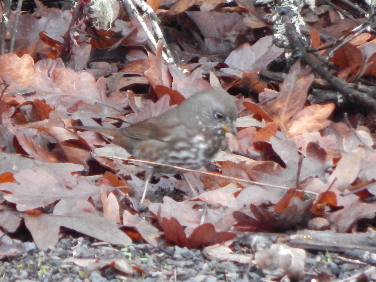 Fox Sparrow (Sooty) - ML645977244