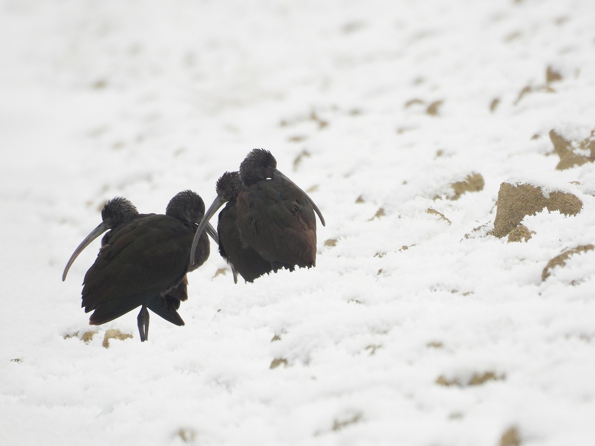 White-faced Ibis - ML645977245