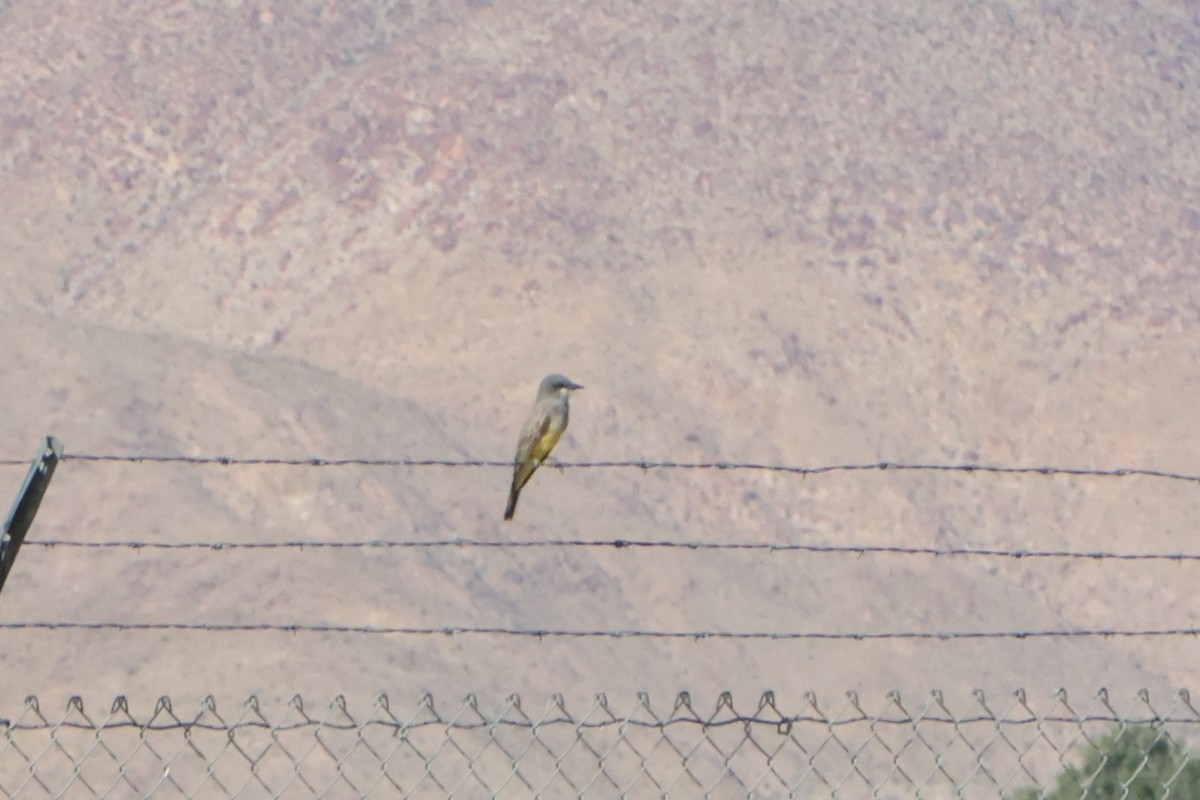 Cassin's Kingbird - ML645977256