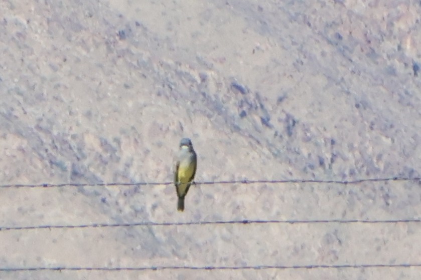 Cassin's Kingbird - ML645977257