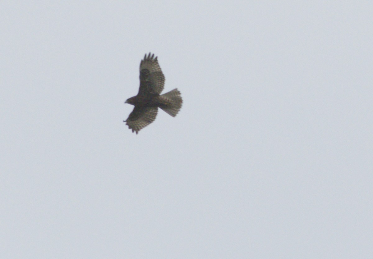 Red-tailed Hawk (abieticola) - ML645977258