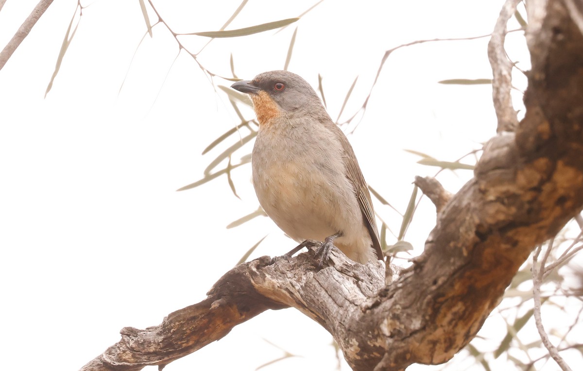 Gilbert's Whistler - ML645977261