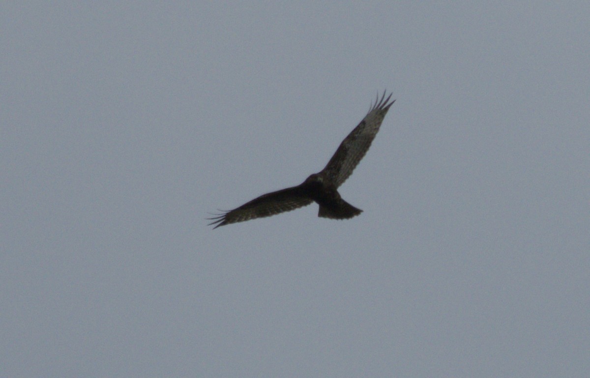 Red-tailed Hawk (abieticola) - ML645977264