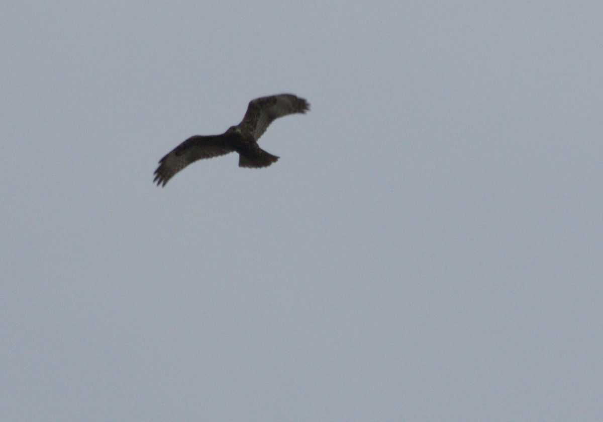 Red-tailed Hawk (abieticola) - ML645977267