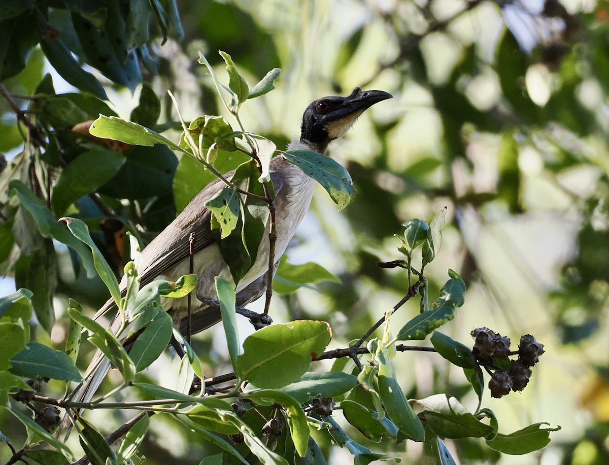 Filemón Chillón - ML645977268