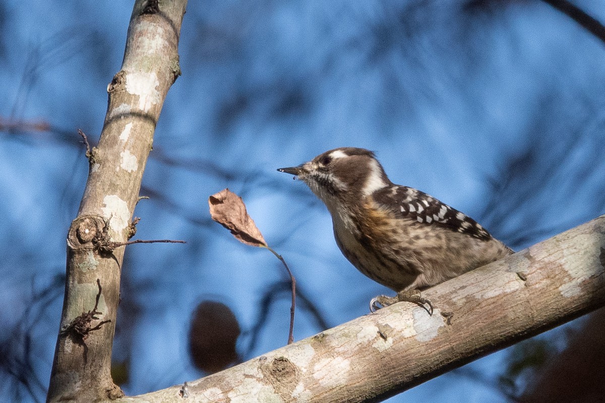 Japanese Pygmy Woodpecker - ML645977269