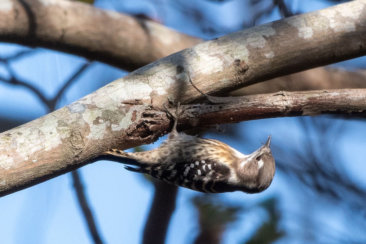 Japanese Pygmy Woodpecker - ML645977270