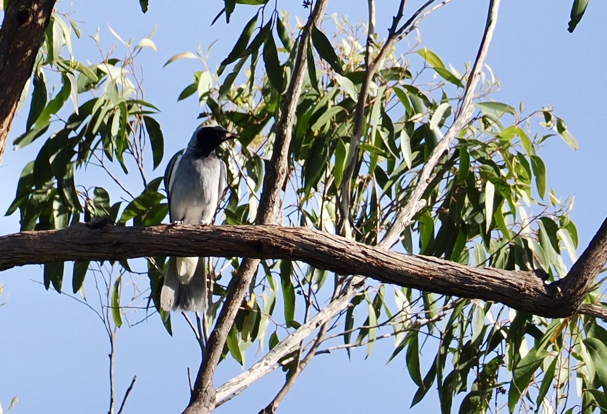 Oruguero Carinegro - ML645977273