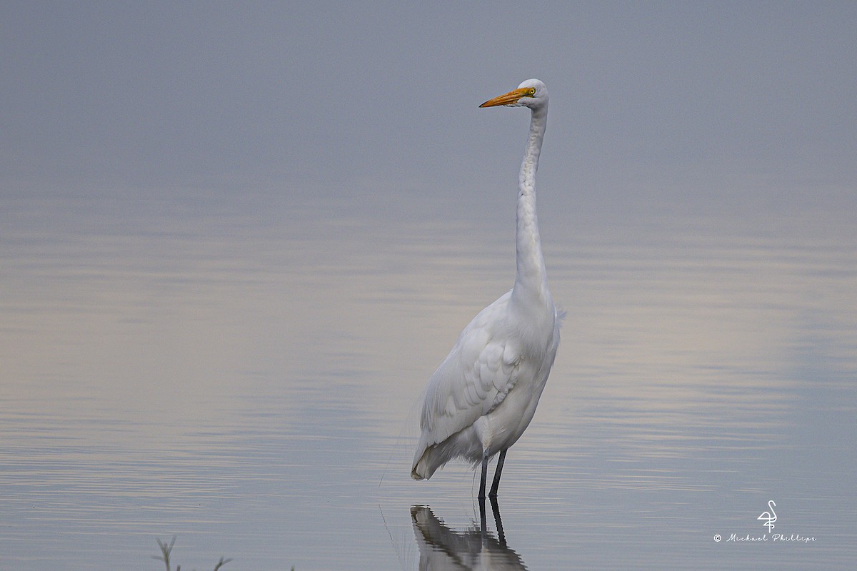 Garceta Grande - ML645977274