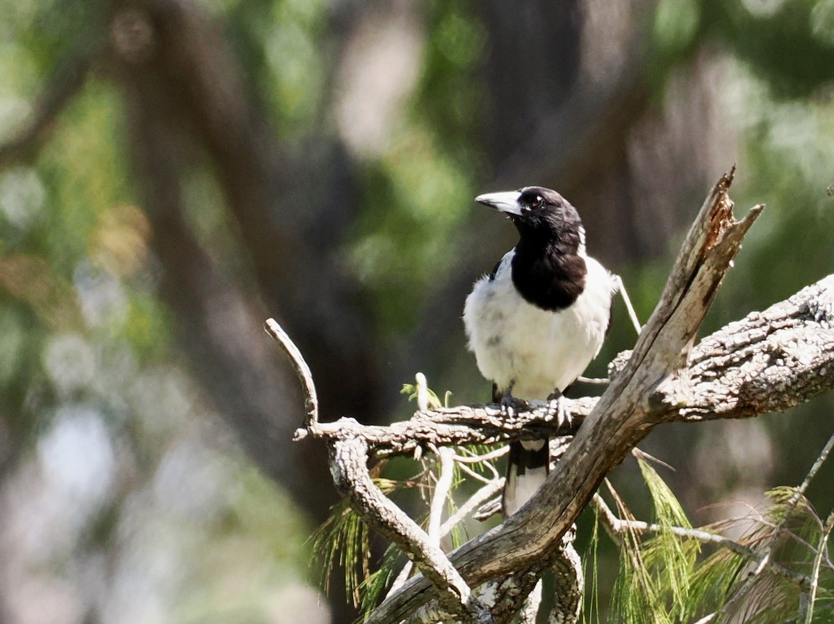 Verdugo Gorjinegro - ML645977276