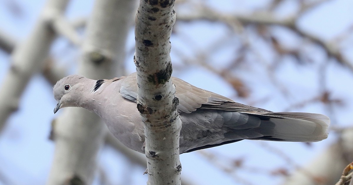 Tórtola Turca - ML645977277