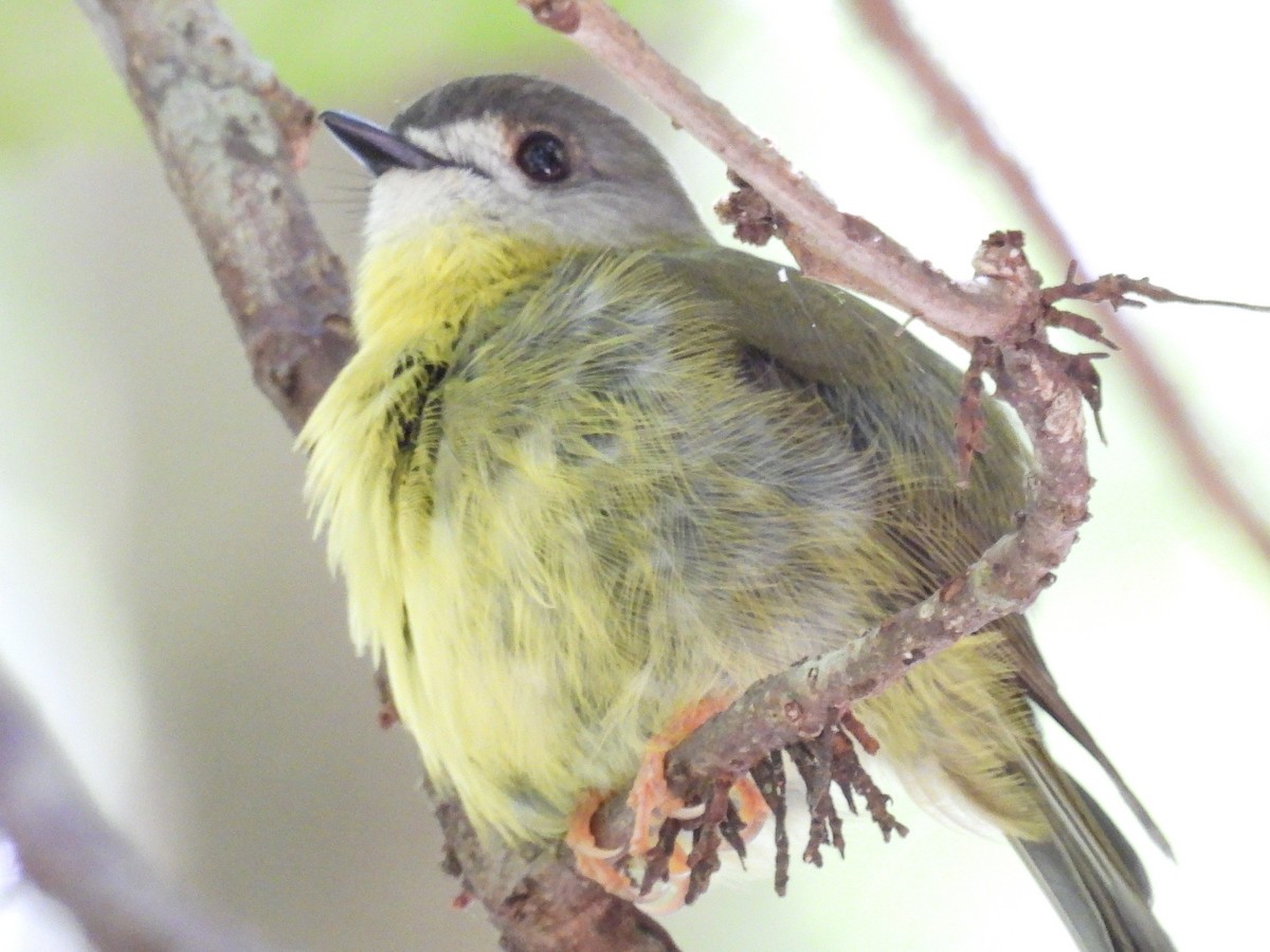 Petroica Amarillenta - ML645977279