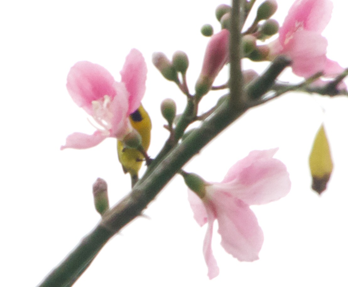 Suimanga Ornado - ML645977280