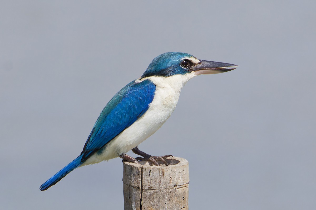 Alción Acollarado - ML645977281