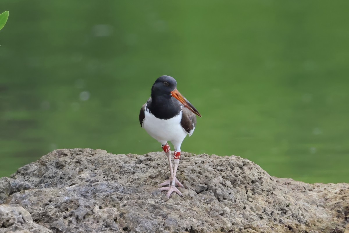 Ostrero Pío Americano - ML645977282