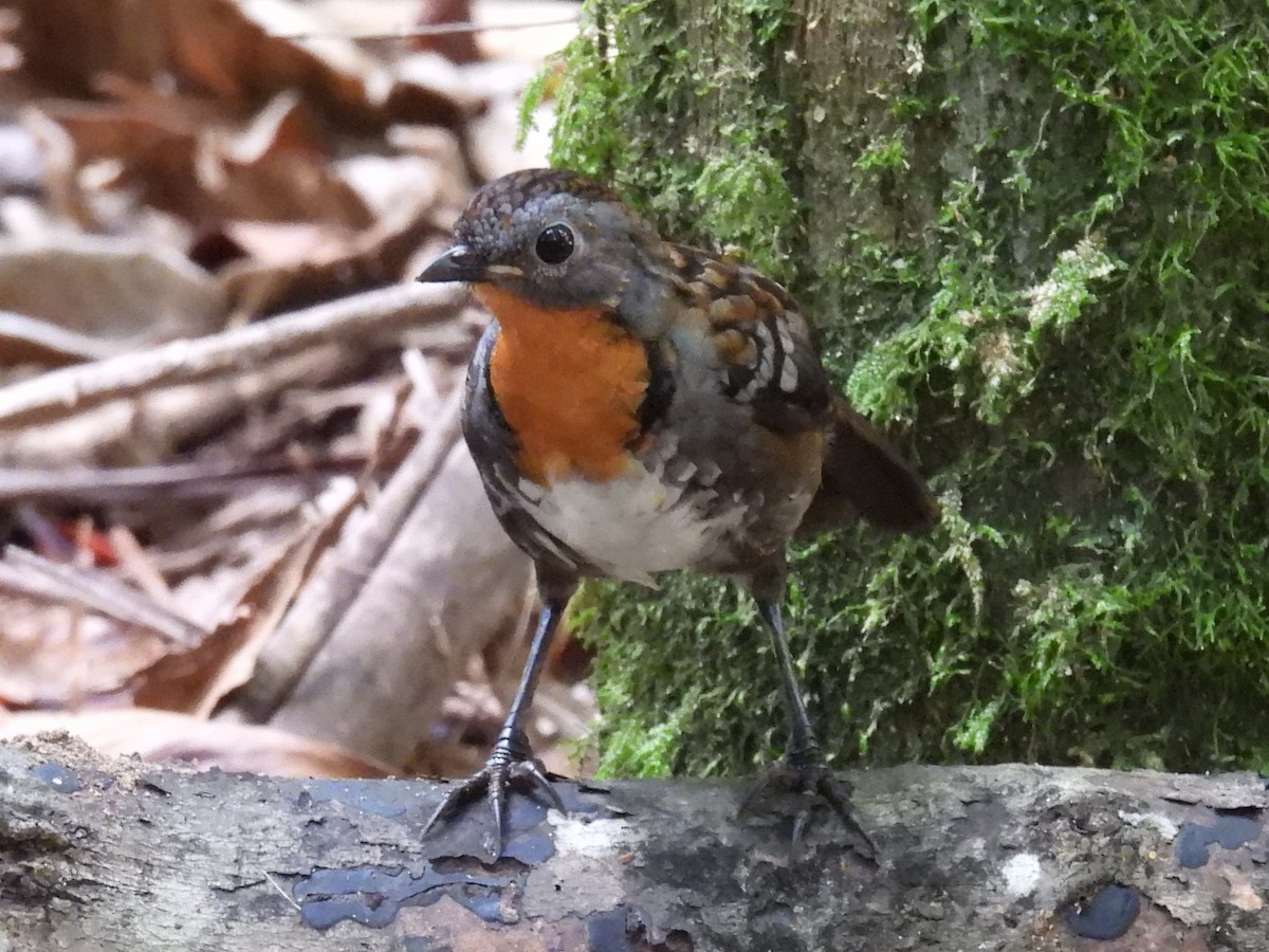 Colaespina de Temminck - ML645977283
