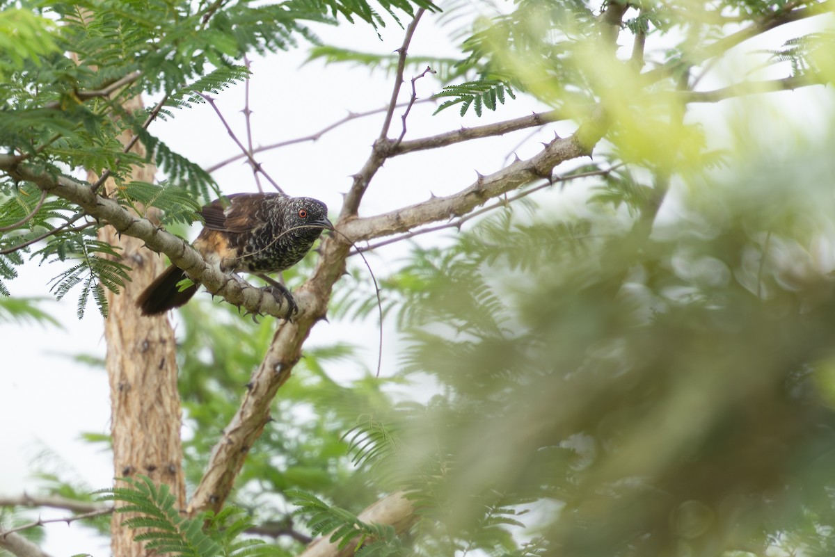 Turdoide de Hinde - ML645977284