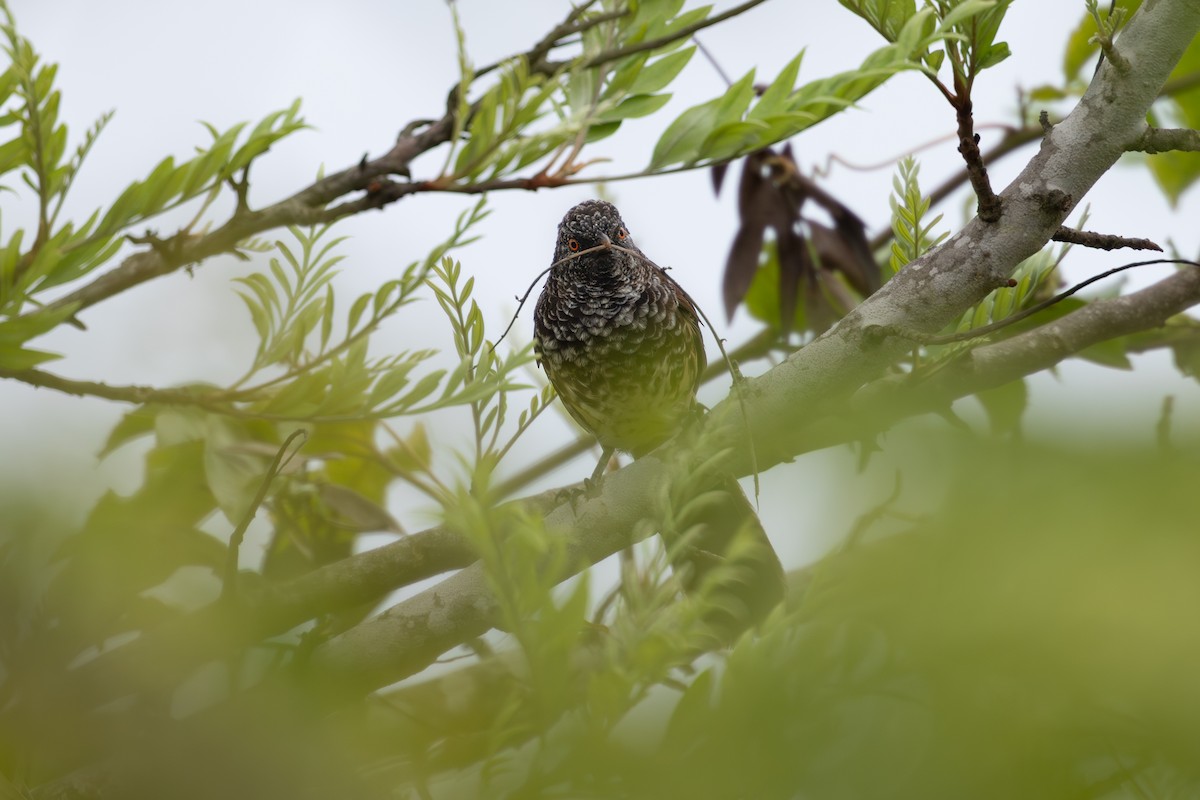 Turdoide de Hinde - ML645977285