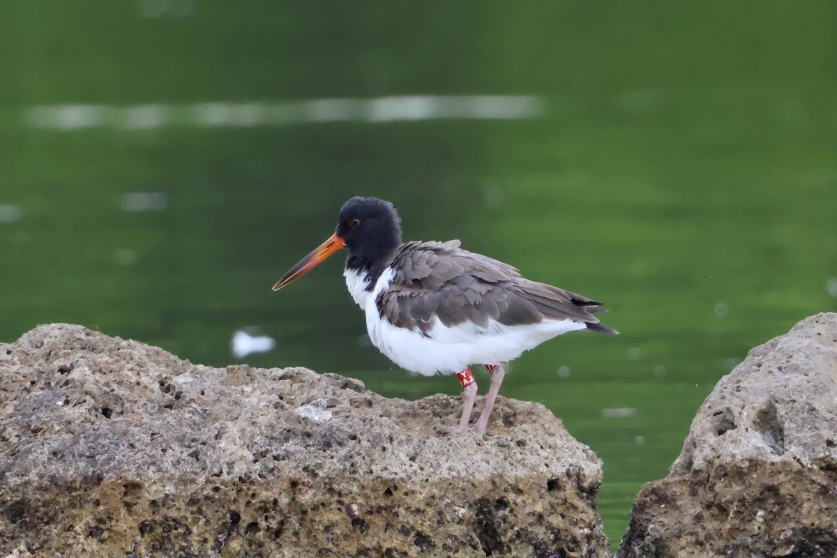 Ostrero Pío Americano - ML645977286