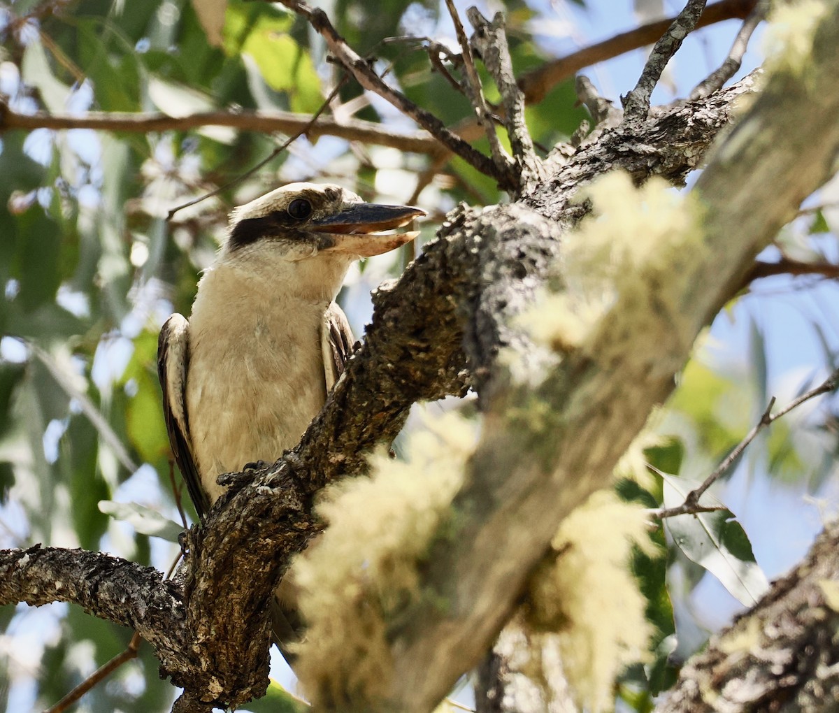 Cucaburra Común - ML645977289