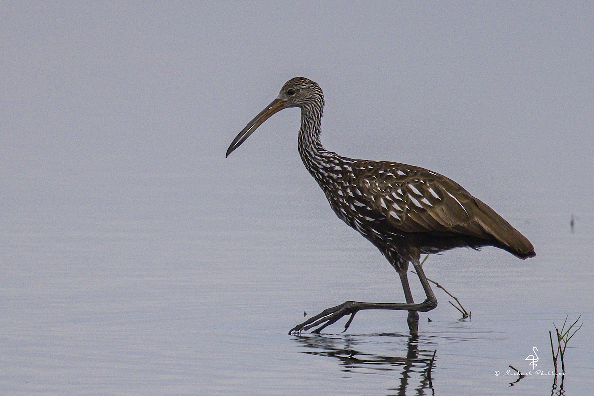 Carrao - ML645977290