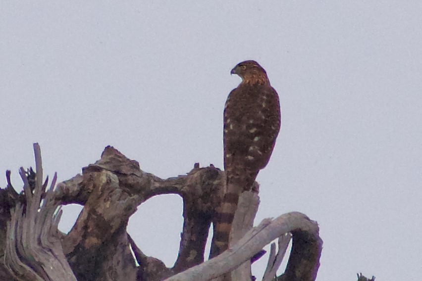 Gavilán de Cooper - ML645977293