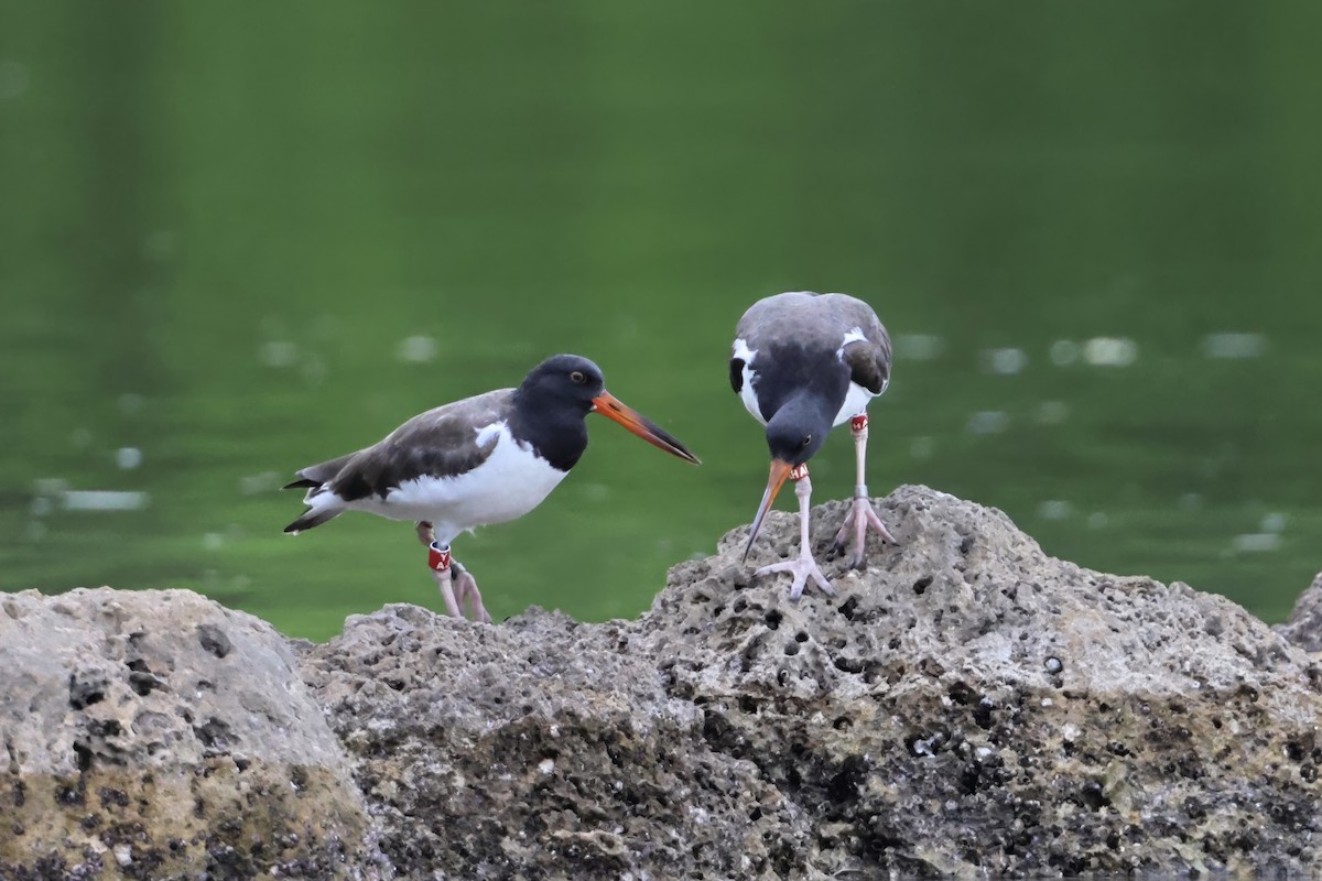 Ostrero Pío Americano - ML645977294