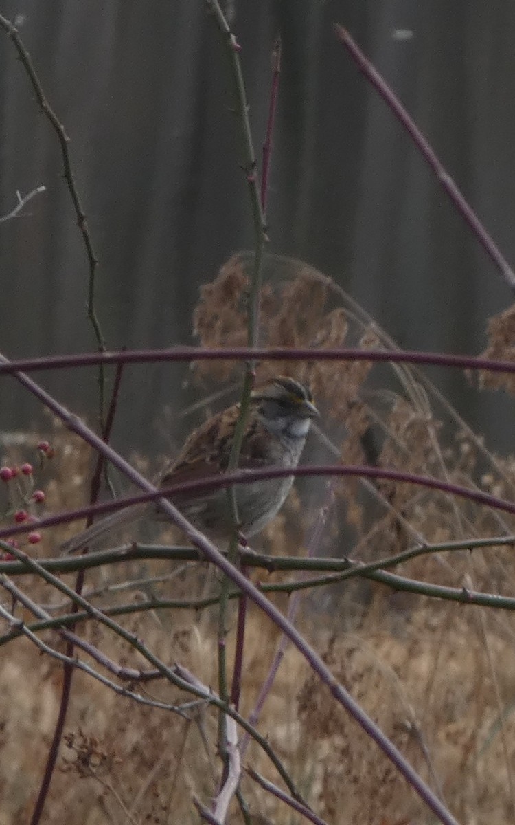 Chingolo Gorjiblanco - ML645977295