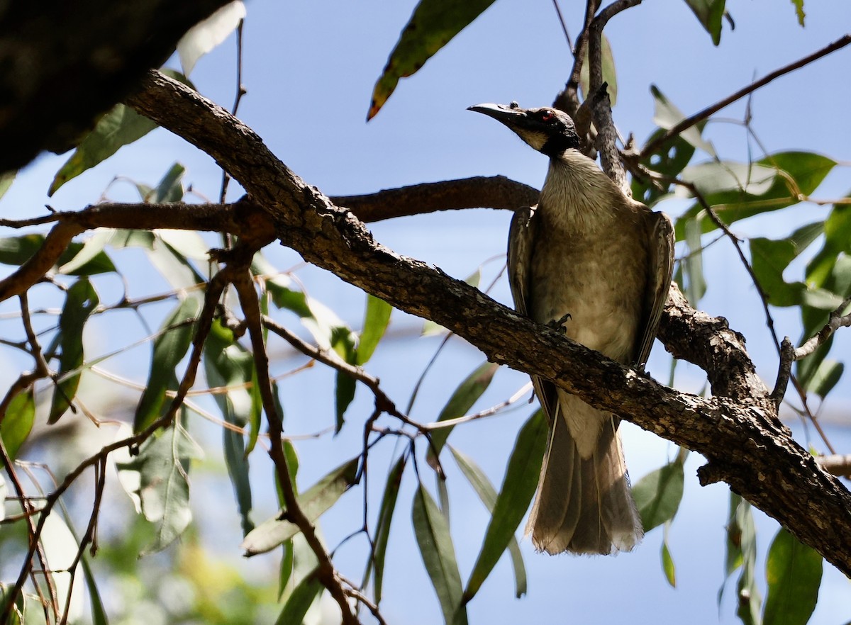 Filemón Chillón - ML645977296