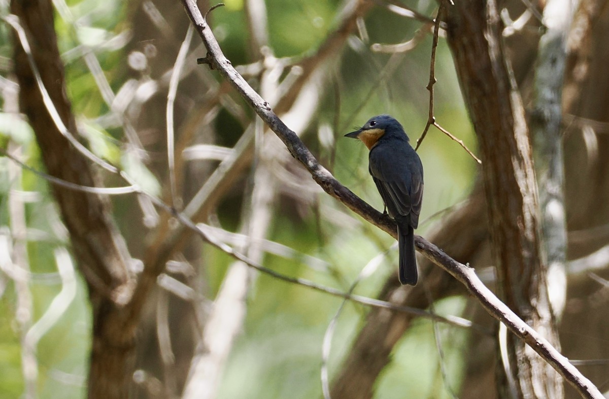 Monarca Plomizo - ML645977298