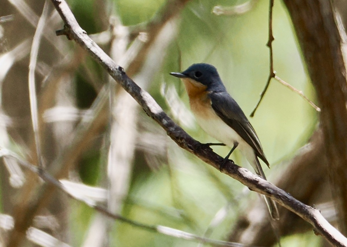 Monarca Plomizo - ML645977299