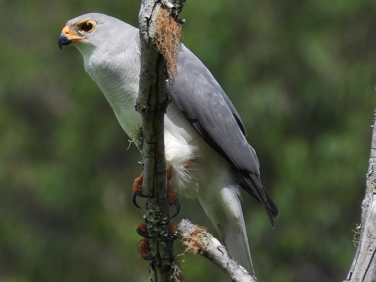 Azor Gris - ML645977300