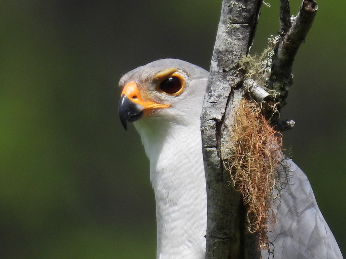 Azor Gris - ML645977301