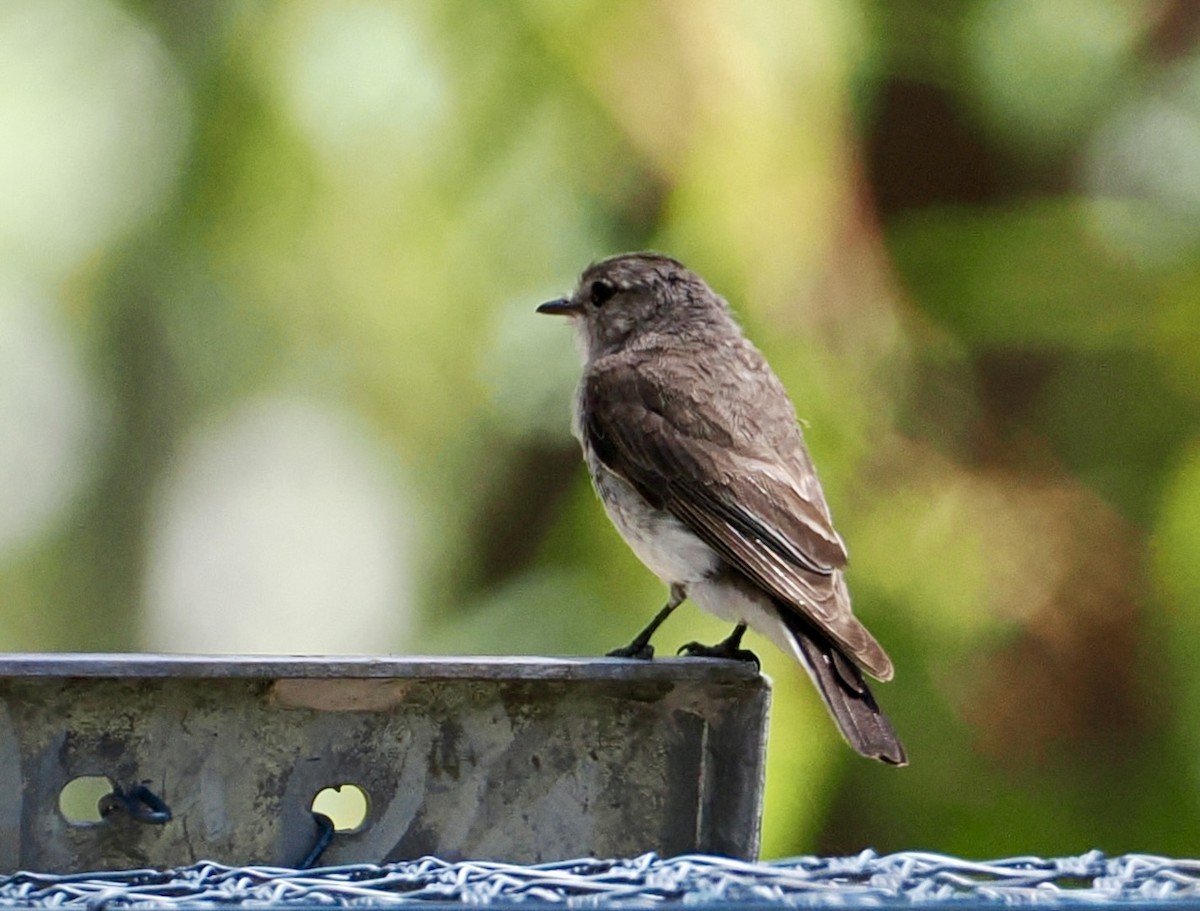 Petroica Fascinante - ML645977302