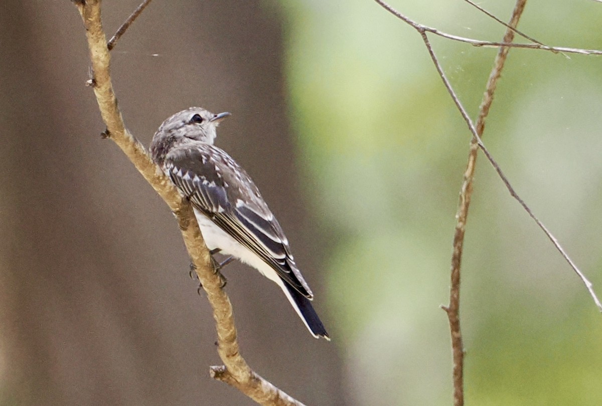 Petroica Fascinante - ML645977303