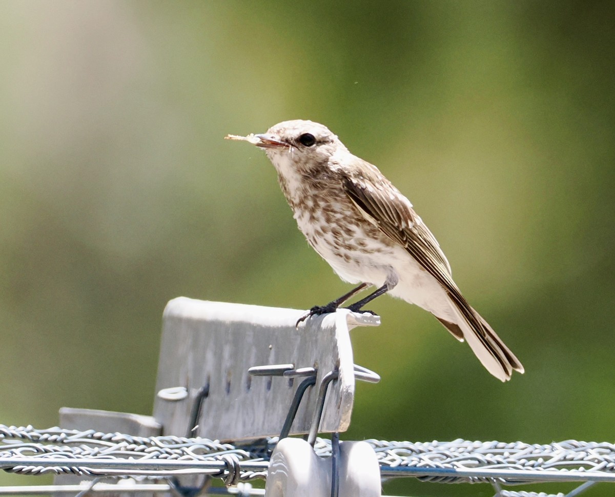 Petroica Fascinante - ML645977305