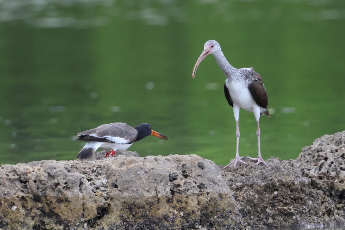 Ostrero Pío Americano - ML645977306