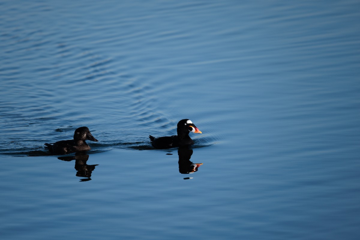 Negrón Careto - ML645977307