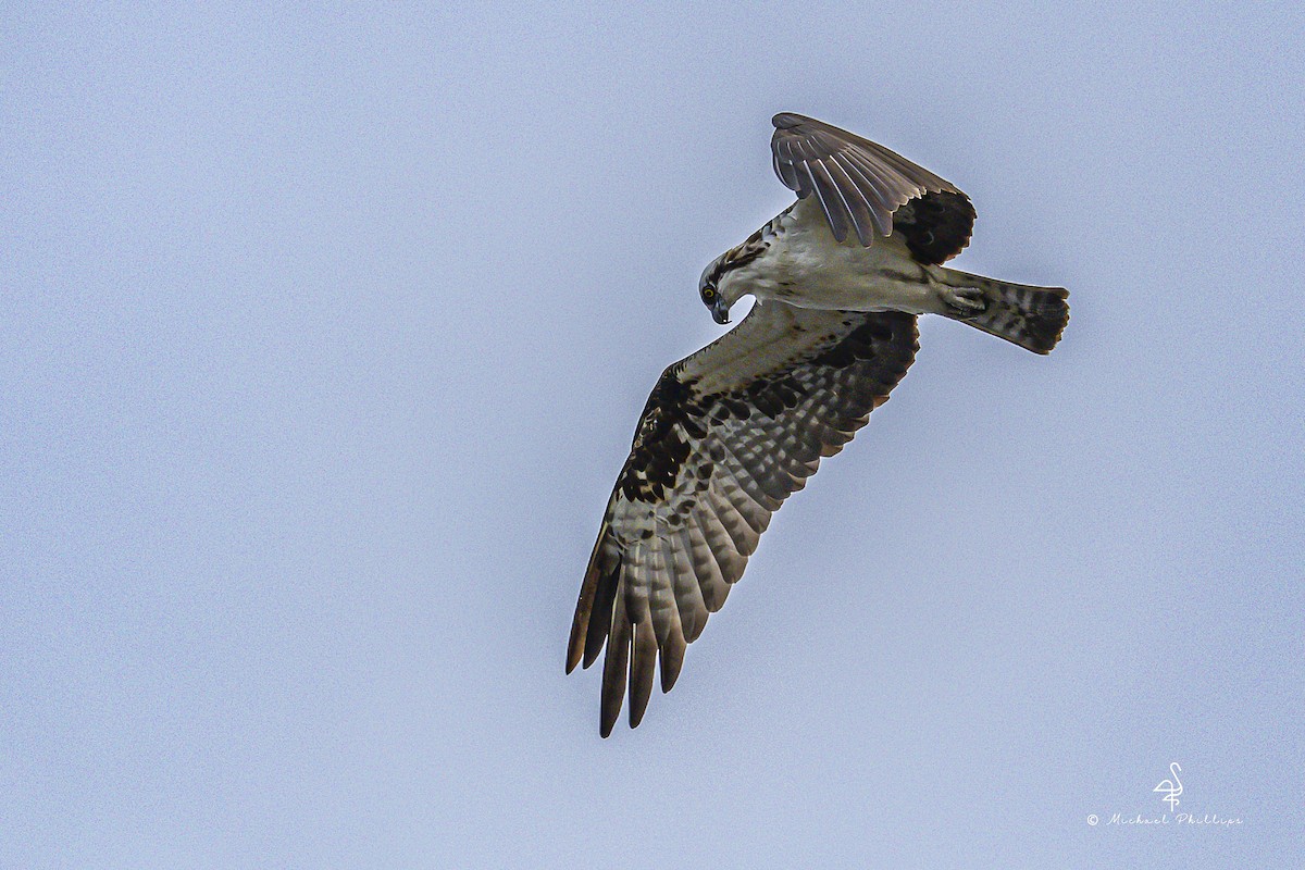 Águila Pescadora - ML645977311